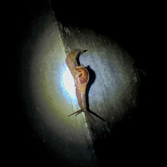 Ariophantidae