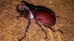 Xylotrupes meridionalis