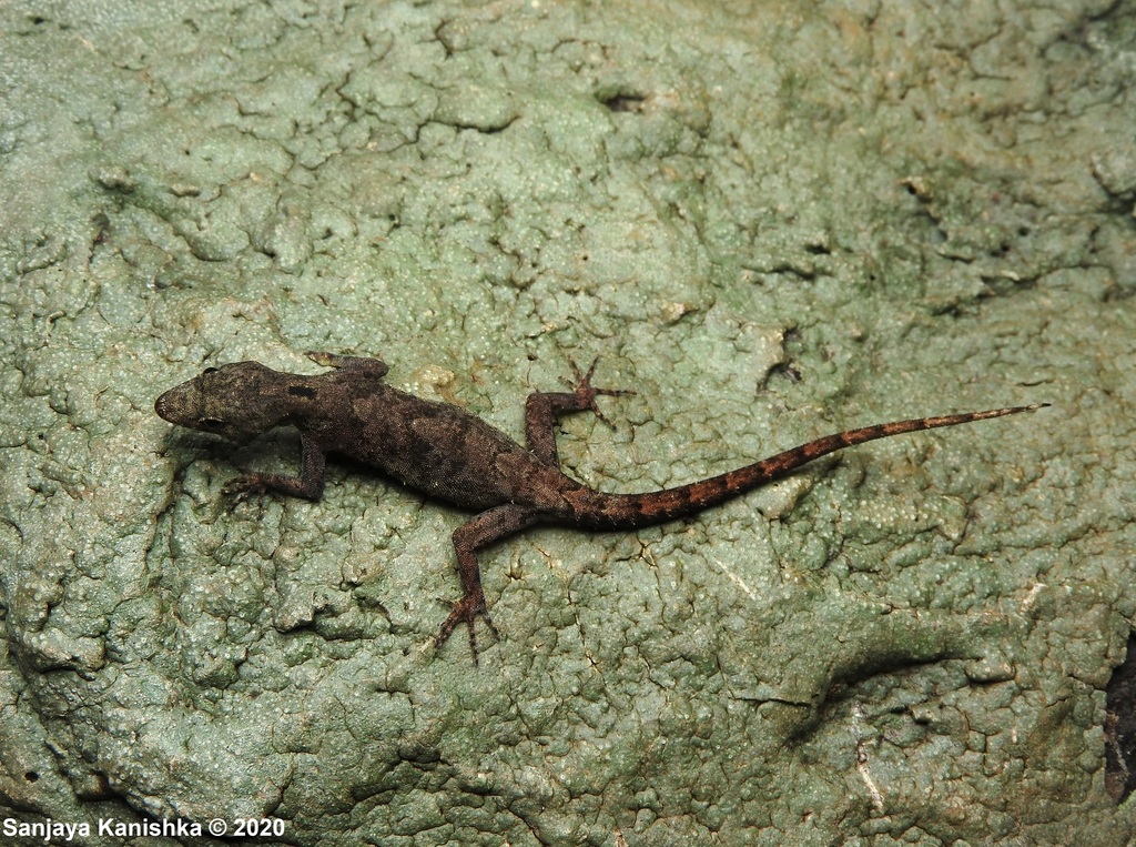 Ferguson's Day Gecko