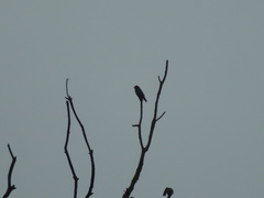 Eurystomus orientalis