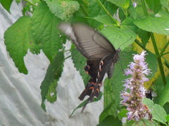 Papilio macilentus