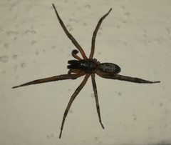 Megalostrata