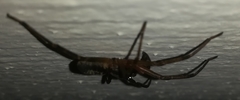 Megalostrata
