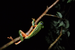 Agalychnis moreletii