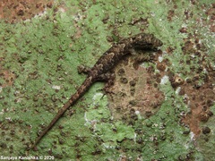Cnemaspis scalpensis