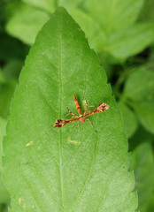 Xyroptila oenophanes