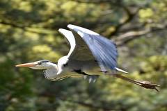 Ardea cinerea