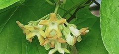 Telosma cordata