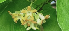 Telosma cordata