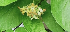 Telosma cordata
