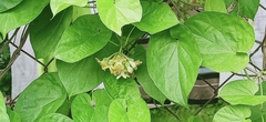 Telosma cordata