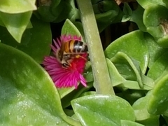 Apis mellifera