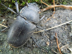 Serrognathus titanus