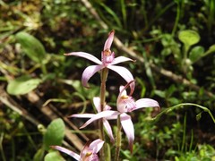 Caladenia hirta rosea