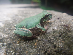 Hyla japonica