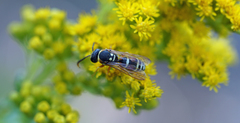 Pterocheilus