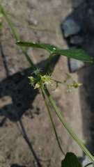 Actinostemma tenerum