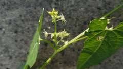 Actinostemma tenerum