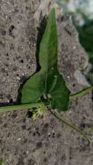 Actinostemma tenerum