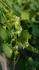 Actinostemma tenerum