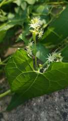 Actinostemma tenerum