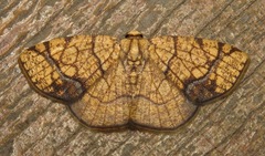 Nematocampa arenosa