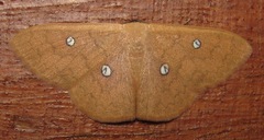 Semaeopus illimitata