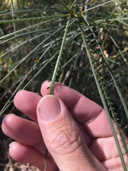 Parkinsonia aculeata