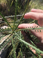 Parkinsonia aculeata
