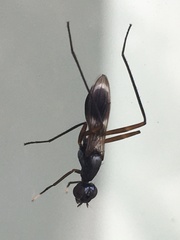 Taeniaptera trivittata