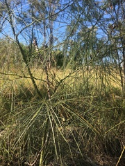 Parkinsonia aculeata