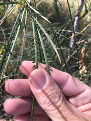 Parkinsonia aculeata