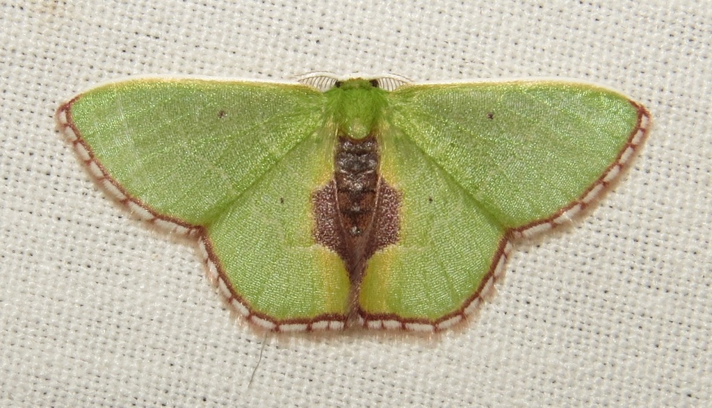 Synchlora astraeoides