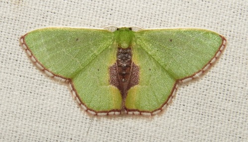 Synchlora astraeoides