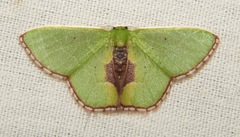 Synchlora astraeoides