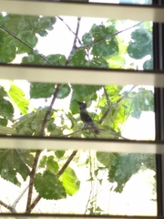 Trochilidae