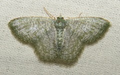 Chloropteryx