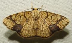 Nematocampa