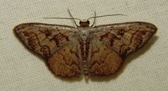 Idaea fervens