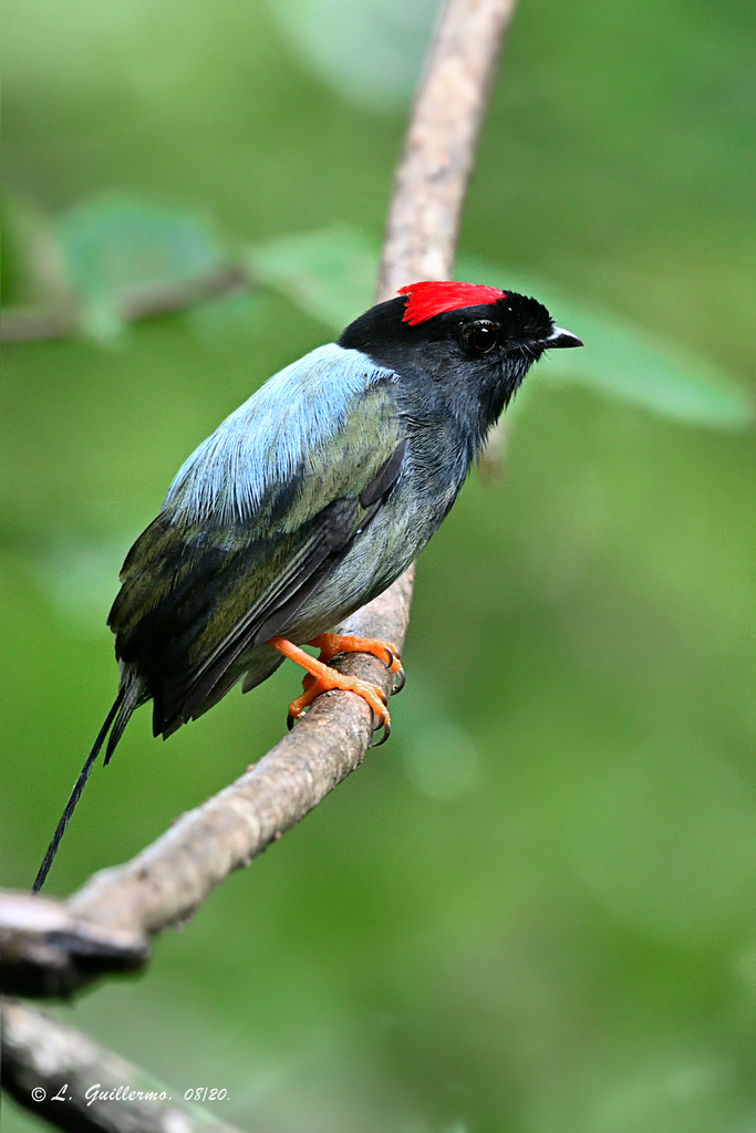 Long-Tailed Manakin