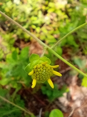 Silphium compositum