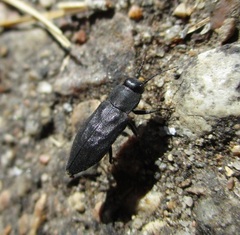 Melanophila acuminata