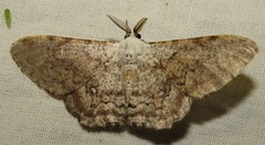 Thyrinteina arnobia