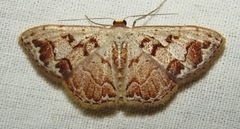 Idaea fervens