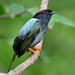 Long-tailed Manakin - Photo (c) Luis Guillermo, some rights reserved (CC BY-NC), uploaded by Luis Guillermo