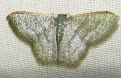 Chloropteryx