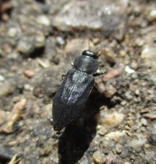 Melanophila acuminata