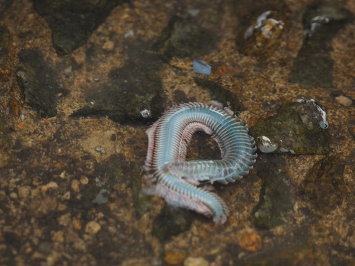 Neanthes japonica · NaturaLista Colombia