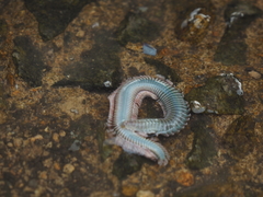 Neanthes japonica