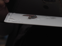 Neanthes japonica